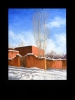 Santa Fe Winter Adobe and Trees