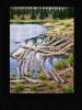 The Trail Series - Beaver Pond